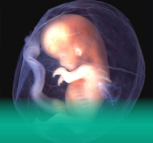 Embryo Donation